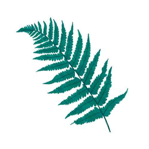 fern icon