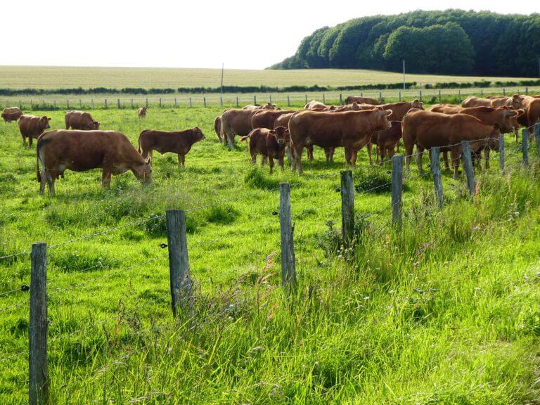 Cattle grazing