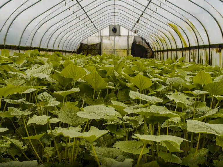 North Coast Food Trail, wasabi plants