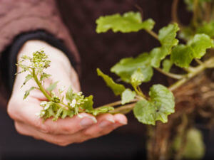 North Coast Food Trail, wasabi plant