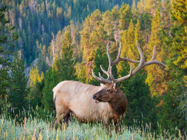 Elk in Autumn