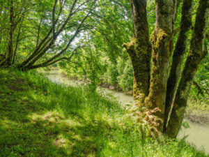 River bank at Sarah Helmick State Park